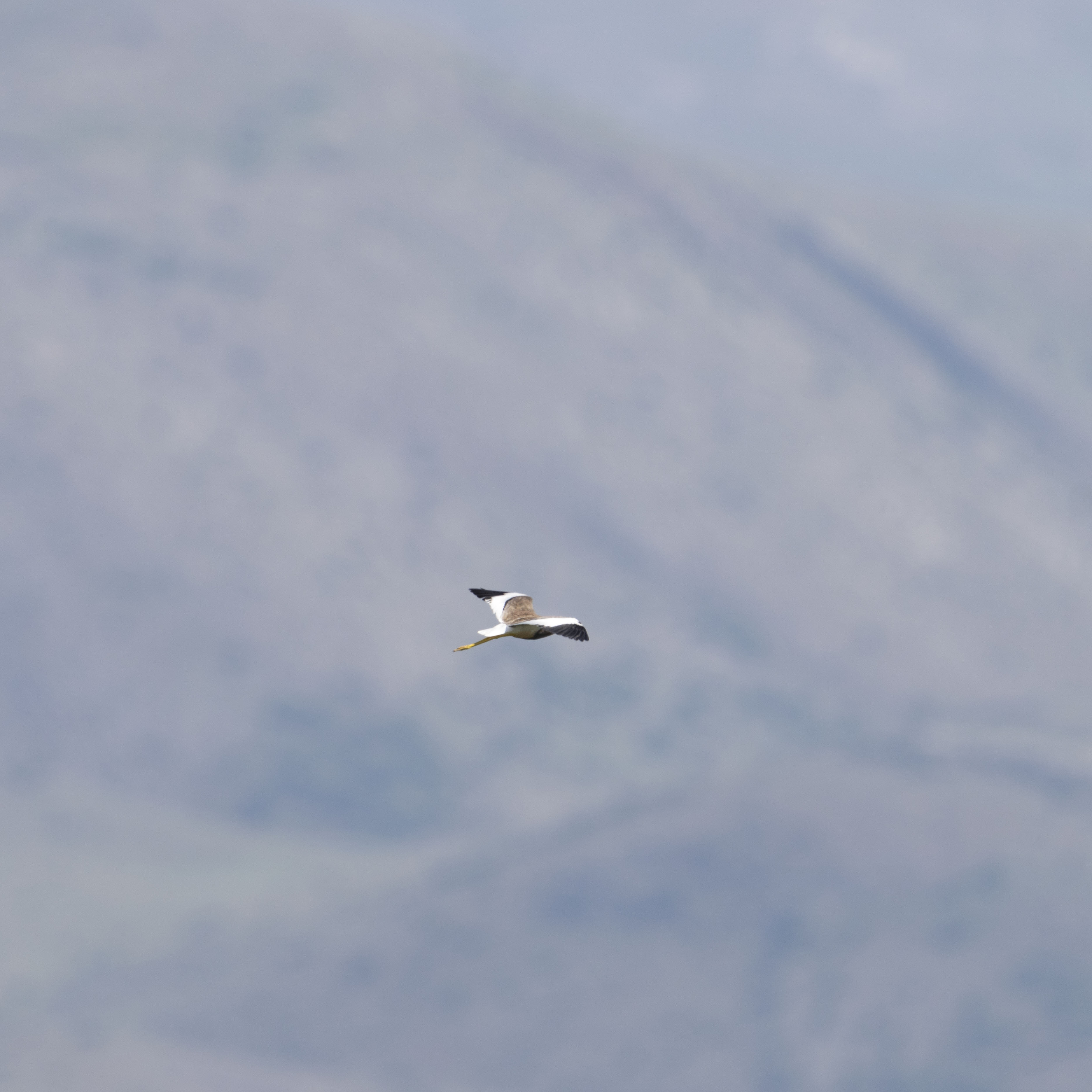 White-tailed Lapwing